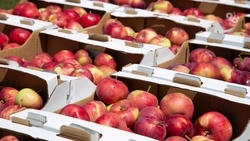 Регионы СКФО наращивают экспорт сельхозпродукции