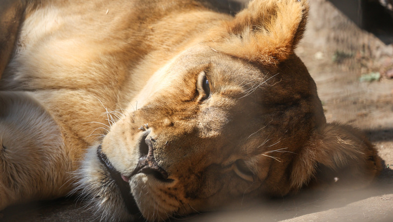 Львица из Дагестана нашла приют в зооцентре Волгограда