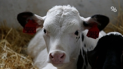 В Северной Осетии родился двухголовый телёнок