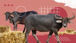 Экзотика по-ставропольски: как в регионе выращивают буйволов