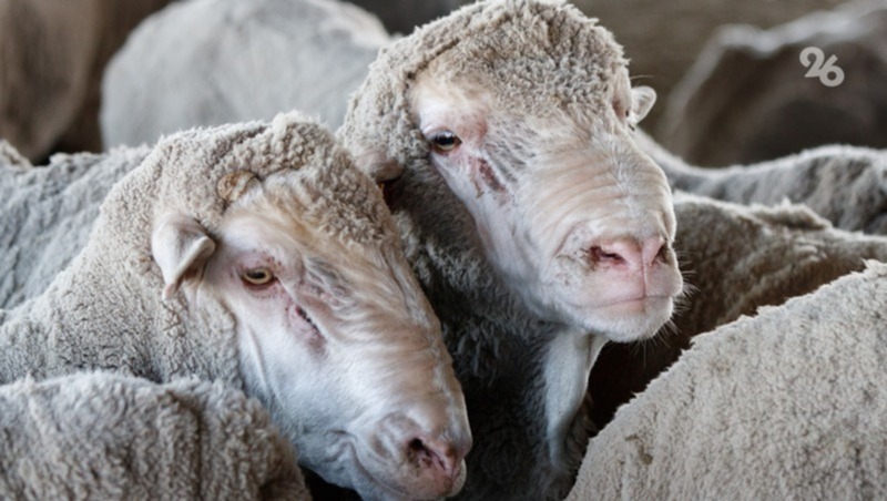 Ставропольских овец готовят к российской сельхозвыставке