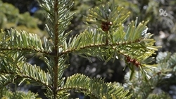 Более 30 га сухостоя могут привести к пожару возле посёлка на Ставрополье 