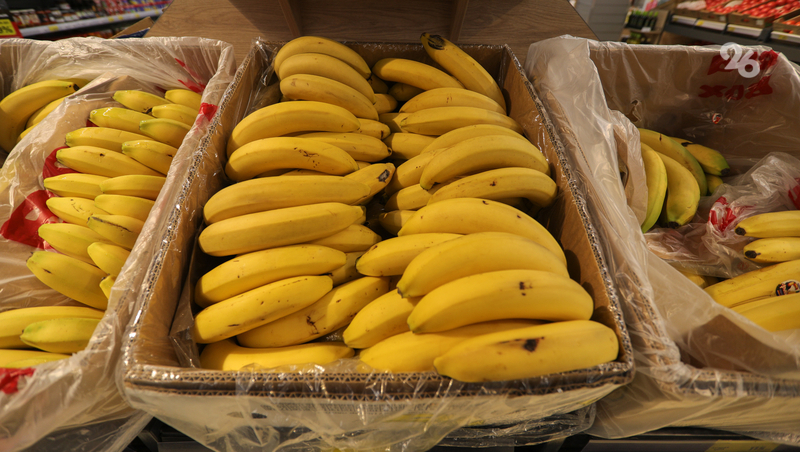 Урожай с 40 банановых пальм собирают в теплице посёлка Нежинского в Предгорье