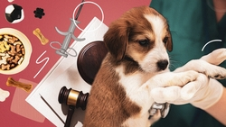 Половина зёрнышка под холку: как на Ставрополье будет работать обязательное чипирование домашних животных