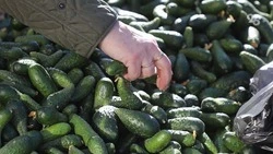 Огурцы резко подешевели на Ставрополье за прошедшую неделю