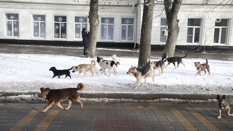 Бастрыкин затребовал доклад о расследовании гибели жителя Михайловска, которого покусали собаки