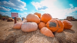 Нутрициолог предостерегла ставропольцев с диабетом от употребления блюд из тыквы