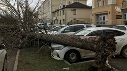 Дерево рухнуло на припаркованные автомобили в центре Ставрополя