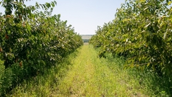 Заявки на грант по закладке суперинтенсивных садов принимают на Ставрополье