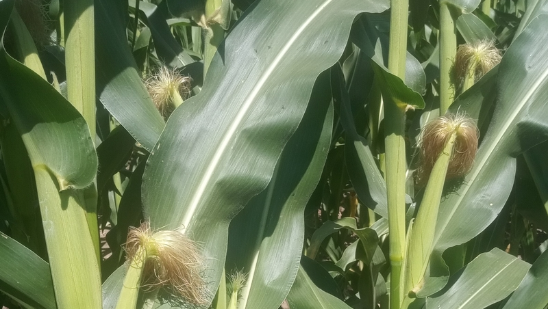 Белую гниль и заразиху нашли сотрудники Россельхозцентра на полях Ставрополья