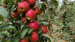 В Минераловодском округе началась уборка урожая яблок