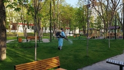 Почти 650 тыс. кв. м территорий обработали от клещей в Ставрополе