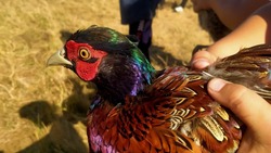Две сотни фазанов выпустили в Туркменском округе