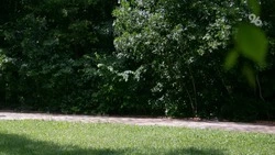 Дмитрий Патрушев: Россия обходится своими семенами для восстановления лесов 