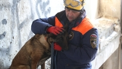«Воспитание только любовью и лаской»: как прошли учения поисковых собак в Ставрополе