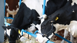 Животноводам Ставрополья субсидии планируют предоставить в первом квартале