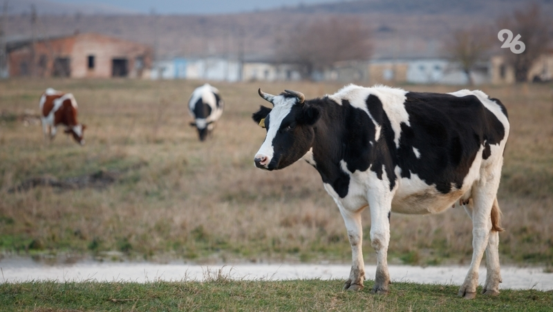 Карантин по бруцеллёзу сняли в Кировском округе 