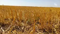 Минсельхоз Ставрополья ищет альтернативу сжиганию стерни