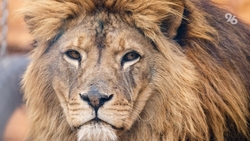 Ставропольский лев поселился в зооуголке Симферополя