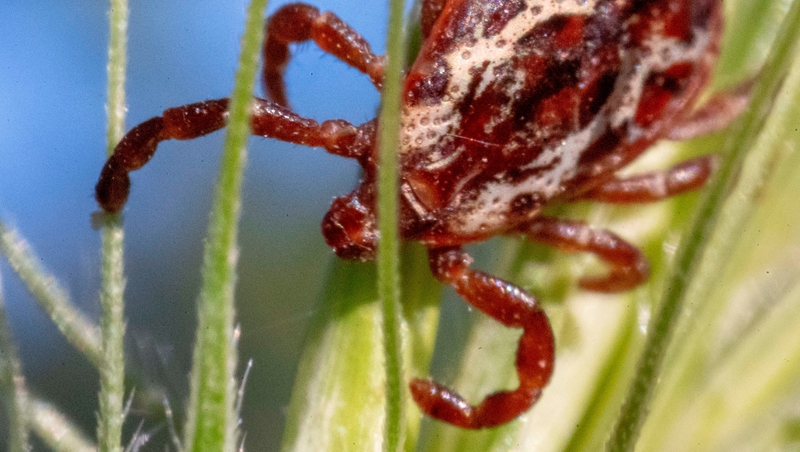 Глава Ставрополья поручил проработать меры профилактики из-за активности клещей