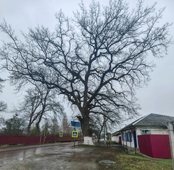 Ставропольский дуб может стать деревом года в России 