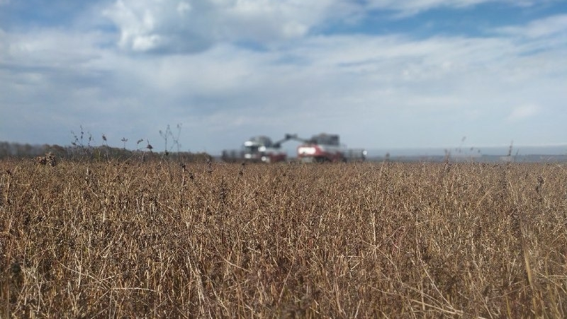 Уборка гречихи для детского питания стартовала в Предгорном округе