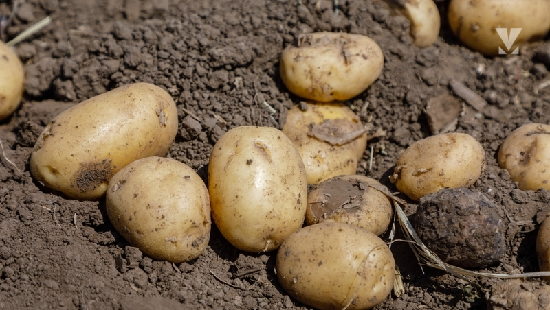 На Ставрополье собрали уже более 88 тыс. тонн картофеля