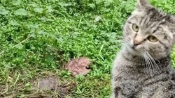 Обессиленную кошку, попавшую в капкан, вызволили спасатели на Ставрополье