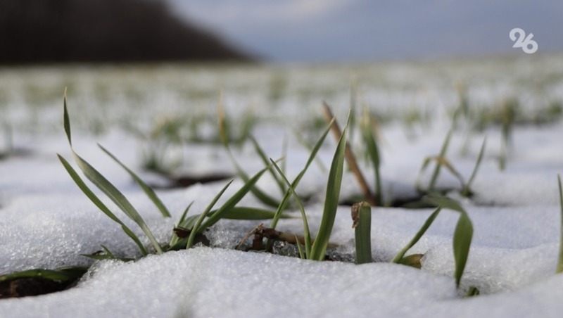 Губернатор Владимиров: Посевы на полях Ставрополья не пострадали от морозов