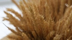 Дожди не испортили качество пшеницы на Ставрополье — Центр оценки продукции АПК