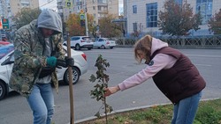 Более 450 саженцев деревьев высадили в двух районах Ставрополя
