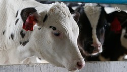 Ставрополье будет сотрудничать с Белоруссией в генотипировании молочного скота