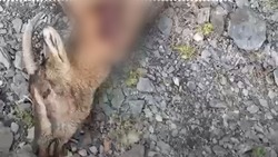 Двух краснокнижных безоаровых коз застрелили в Дагестане