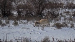 Мигрирующих из Казахстана сайгаков запечатлели астраханские экоактивисты