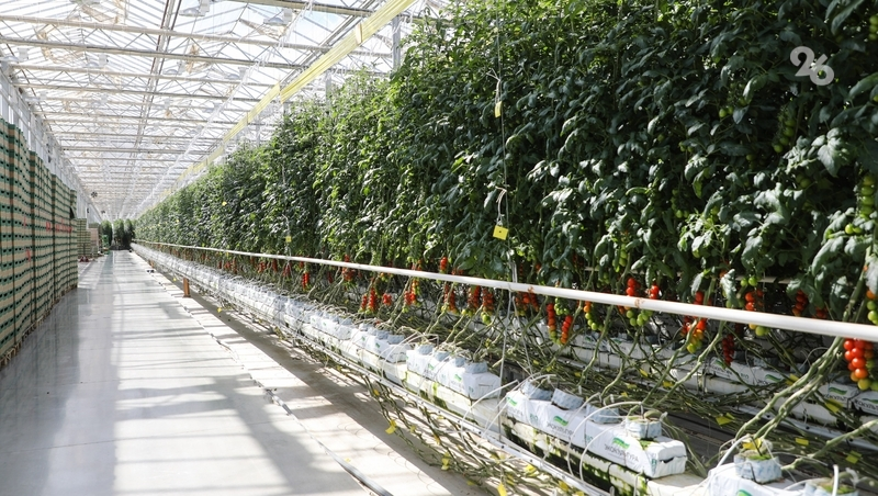 На Ставрополье запустят новые фермы, фруктохранилище и тепличный комплекс