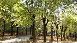  Реестр мемориальных деревьев России создали на Ставрополье