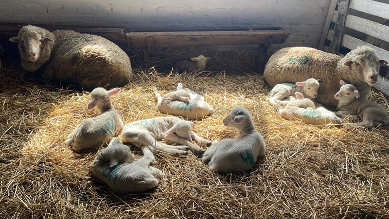 Более 380 тыс. ягнят ожидают на Ставрополье