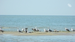 В Дагестане уже несколько дней пытаются выходить раненую чайку 