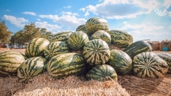 Более 120 тыс. тонн бахчевых собрали в Астраханской области с начала сезона 