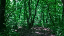 Суд принял решение включить участок Русского леса в Ставрополе в состав заказника