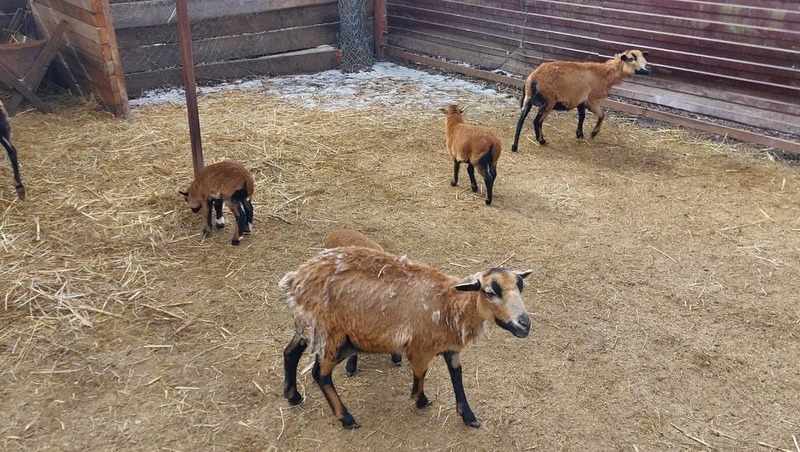 Семейство камерунских коз и овец пополнилось в зоопарке Ставрополя 