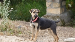 Бастрыкин требует доклад о нападении бездомной собаки на женщину в Минводах 