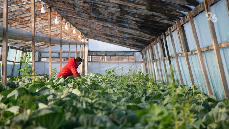 Политолог Кислицына оценила развитие кадрового потенциала в АПК на Ставрополье