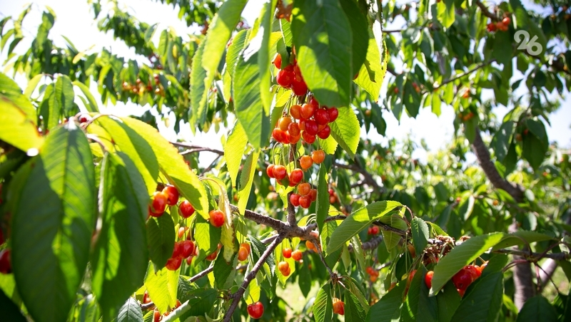 Около 10 т черешни планируют собрать за сезон в КФХ Кочубеевского округа