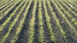 Почти 40 тонн спецпрепаратов для борьбы с грызунами на полях закупили на Ставрополье 