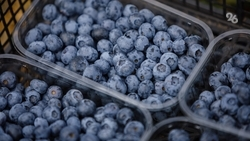 Первые осенние ярмарки состоятся в Ставрополе 6–7 сентября