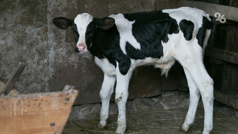 Более 153 тонн молока в год производит ферма в Изобильненском округе 
