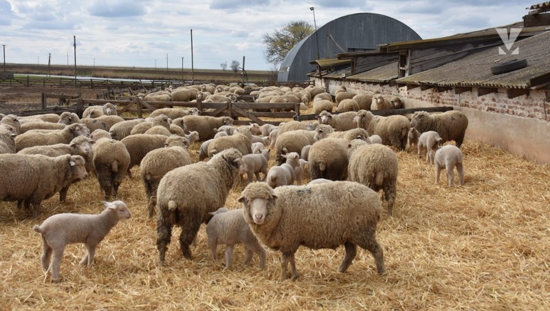 Проект по улучшению генофонда овец реализует сельхозпредприятие на Ставрополье