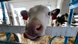 Четыре хозяйства в Нефтекумском округе получили гранты на разведение скота