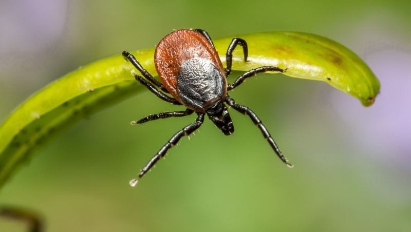 На Ставрополье снизилось число жалоб на укусы клещей